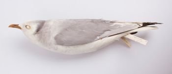 Media type: image;   Ornithology 180082